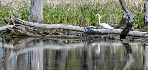 White Egret bird fishing for food in the marsh pond with the turtles