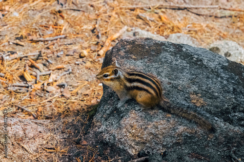 squirrel on a tree