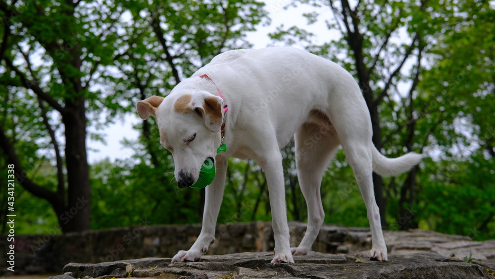 White mongrel dog in a colored collar plays with a ball on the bastion mountain White mongrel dog in a colored collar plays with a ball on the bastion mountain