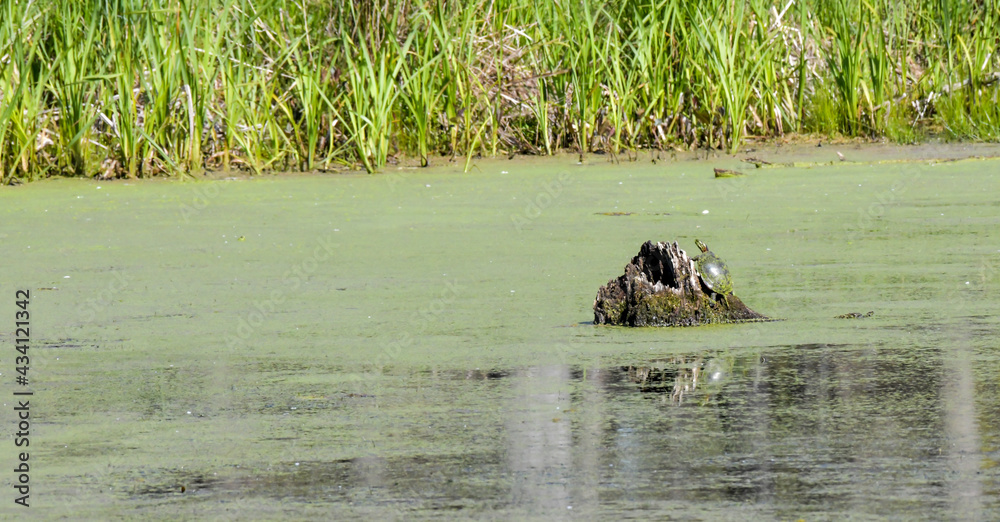 large turtle resting on old tree stump in the marsh pond large turtle resting on old tree stump in the marsh pond