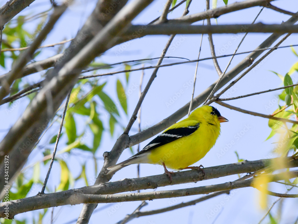 Fototapeta premium Colorful Songbird perched on a tree branch