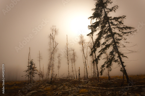 Siberian-like foggy landscape with fir and birch trees, actually taken on the border region between Austria and Hungary