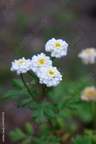 biały,kwiat,światło,cień,działka,ogród,ekologia1 © Krzysztof