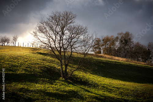 Early morning hillside with tangential lighting and artistic shadows