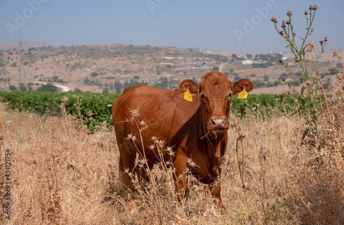 Brown cow grazing on a summer pasture with rural landscape on the background, the Golan Heights, Israel.