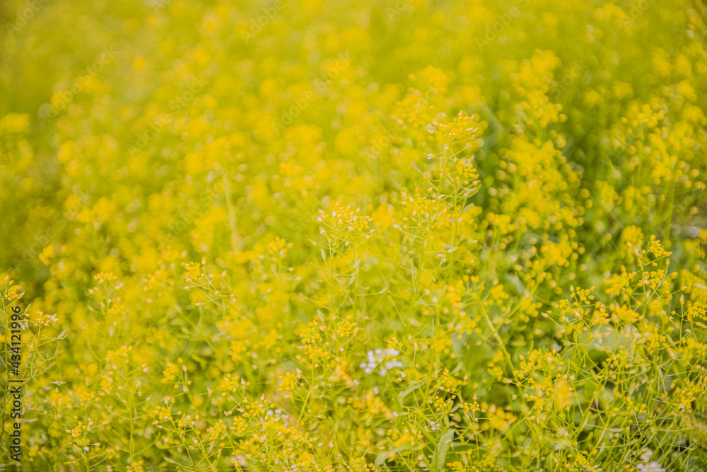Subtle yellow background. Summer background of small wild meadow flowers. Soft focus blurred image at sunny time.