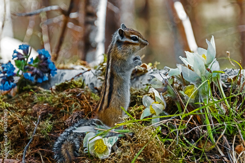 squirrel in the forest © Nikolaj