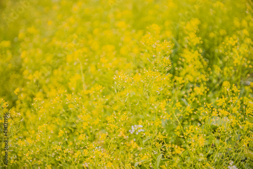 Subtle yellow background. Summer background of small wild meadow flowers. Soft focus blurred image at sunny time. © SolTat