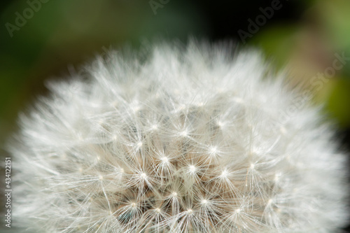 macro of blownball seeds on flower