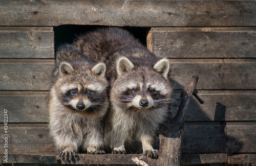 two raccoons  waiting for food