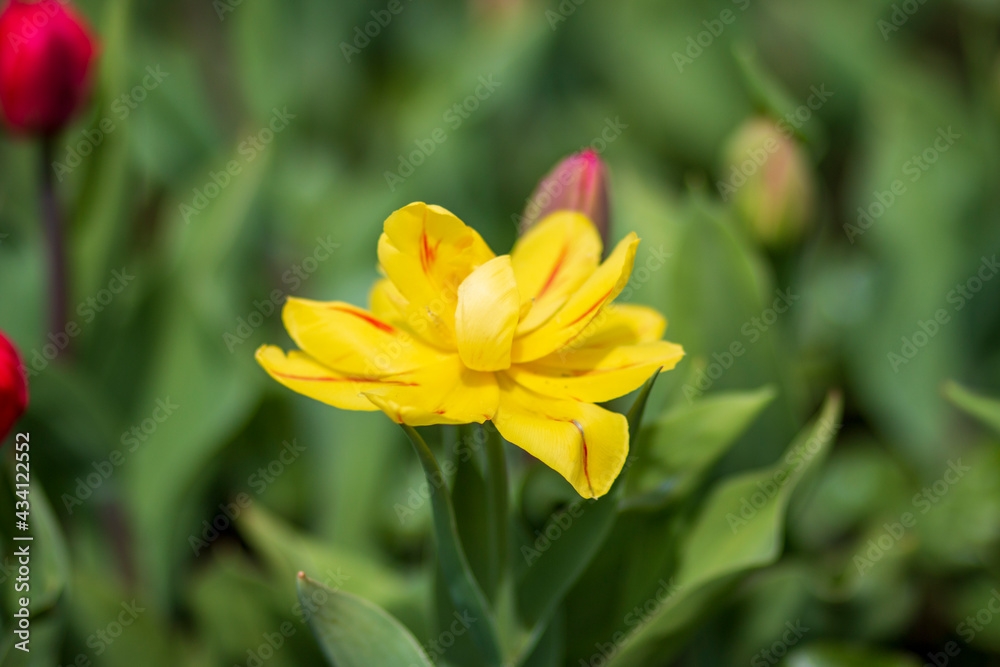 yellow tulip flower