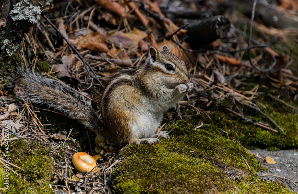 Obraz premium squirrel in the forest