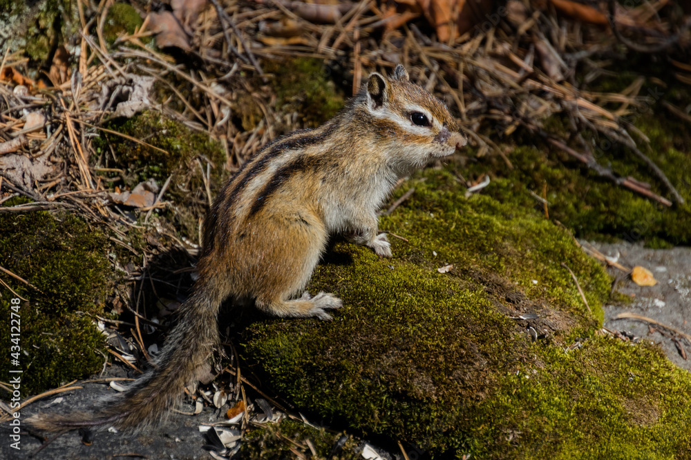 Naklejka premium squirrel on a rock