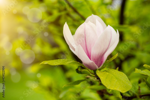 one pink flower on a branch of blooming magnolia close-up