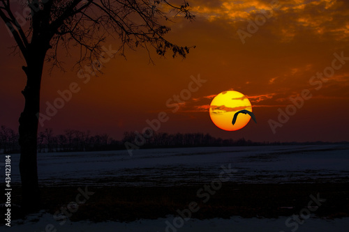 Egret flying over the sun in the sunset