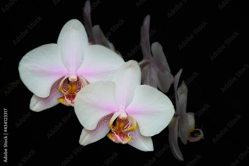 Obraz premium white orchid on black background