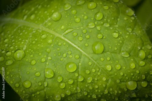 Dew drops on a green leaf, close-up