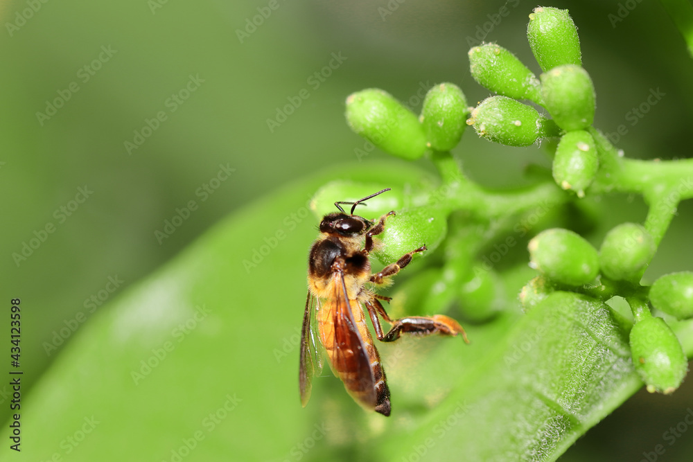 one bee Collecting honey and wax from flower in the spring garden one bee Collecting honey and wax from flower in the spring garden