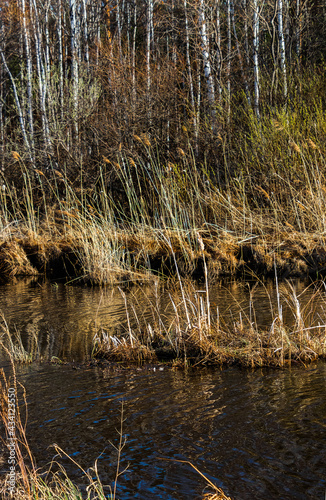 lake in the forest