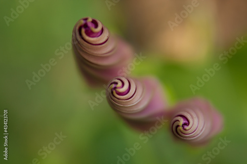 Close-up of three twisted morning glory buds before blooming
