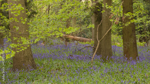 Bluebells in the woods