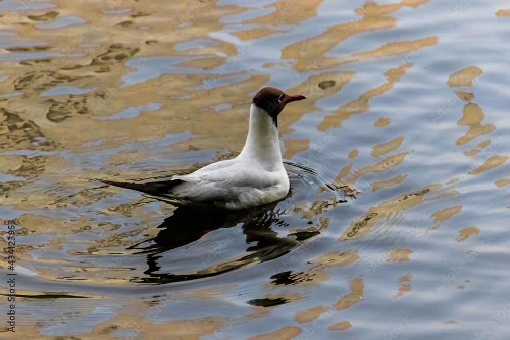 Fototapeta premium seagull on the water