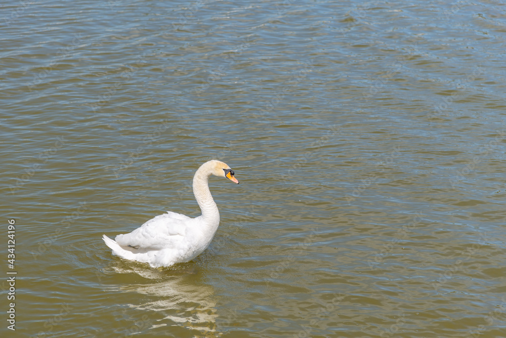 White swan swims on the green water of lake White swan swims on the green water of lake