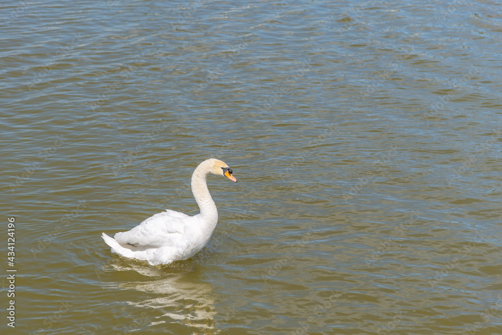 White swan swims on the green water of lake 