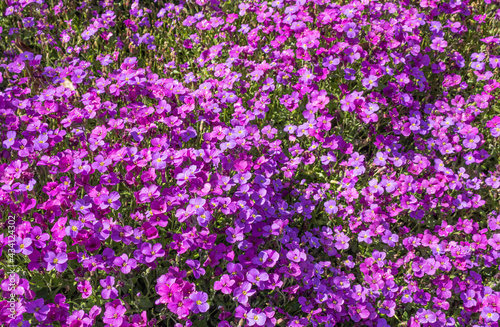 Purple flowers, Aubrieta carnival, also known as Hartswood purple