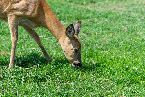 roe deer in the grass