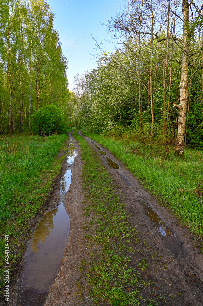 Fototapeta premium dirtroad with pools of water through forest