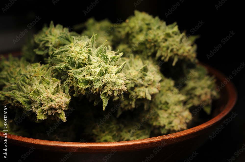 Drying natural marijuana flowers closeup. Cannabis growing, harvest time. Trimmed weed in round dish isolated on black background.