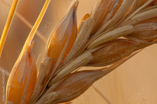 Wheat ear close-up with the sun shining through