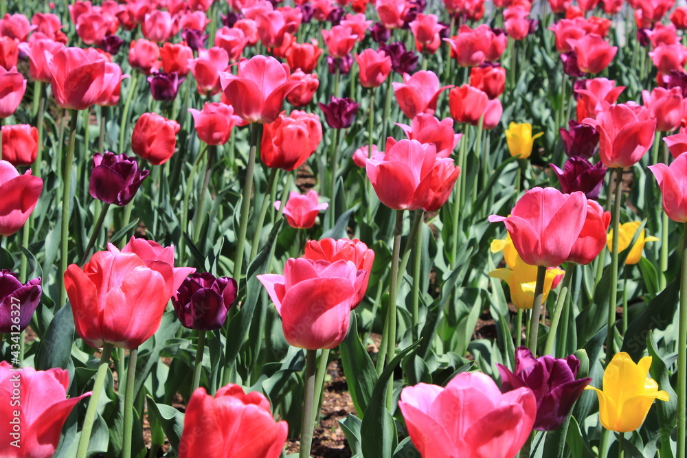 A field of pink tulips outdoors in the city park, beautiful flowers background in bloom during the spring season in the month of May. Colorful petals and green freshness of blossoming. A field of pink tulips outdoors in the city park, beautiful flowers background in bloom during the spring season in the month of May. Colorful petals and green freshness of blossoming.