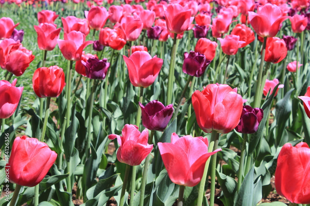 A field of pink tulips outdoors in the city park, beautiful flowers background in bloom during the spring season in the month of May. Colorful petals and green freshness of blossoming.