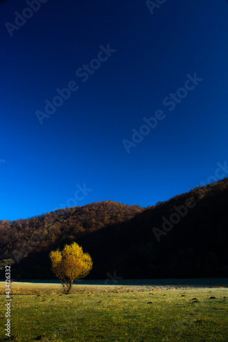 Sole yellow tree against dark mountain and blue sky