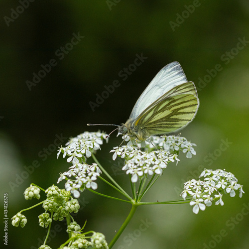 green veined white butterfly on a flower