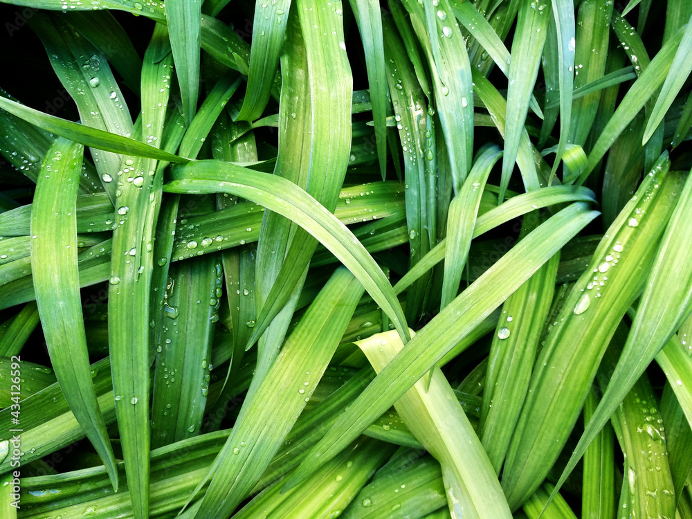 Green leaves abstract background. Succulent grass, dew, raindrops Green leaves abstract background. Succulent grass, dew, raindrops