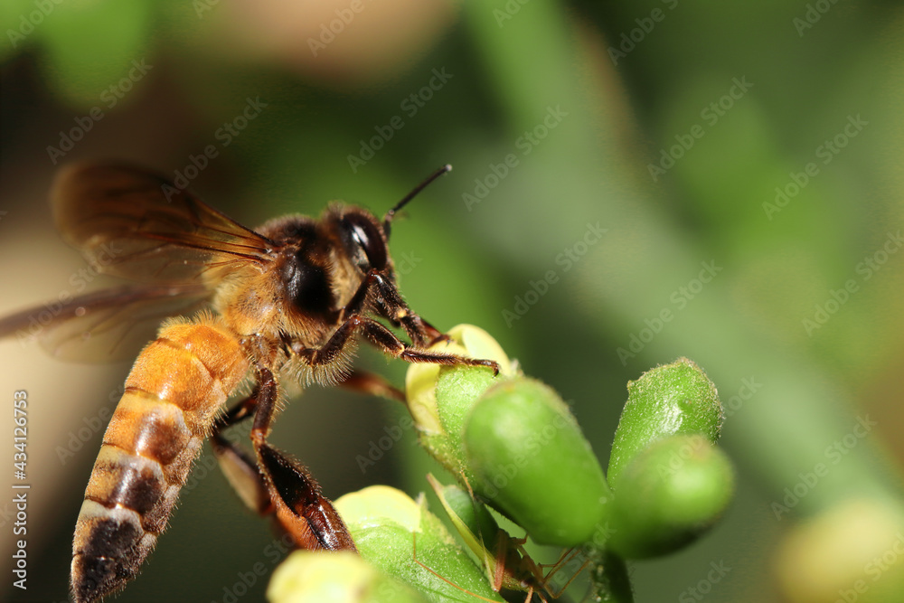 Selective focus shot of a bee collecting pollen Selective focus shot of a bee collecting pollen