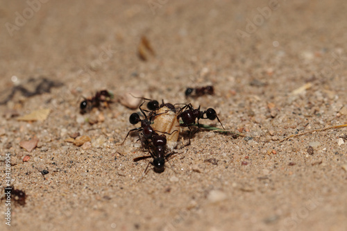 A group of ants carrying a wheat seeds from sunny ground at meadow © Wirestock Exclusives