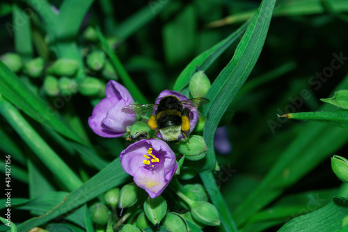 A blooming summer garden. Bumblebee (Latin: Bombus) pollinates purple flowers Tradescantia (Latin: Tradescantia occidentalis).