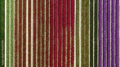 Aerial view of colorful tulip fields in the Netherlands
