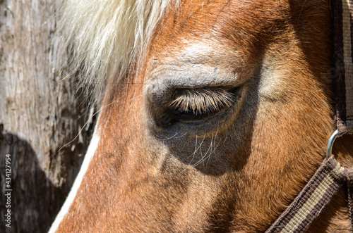 Horse eye and part of face. Portrait of domestic horse in village. Eye of a horse, close-up.