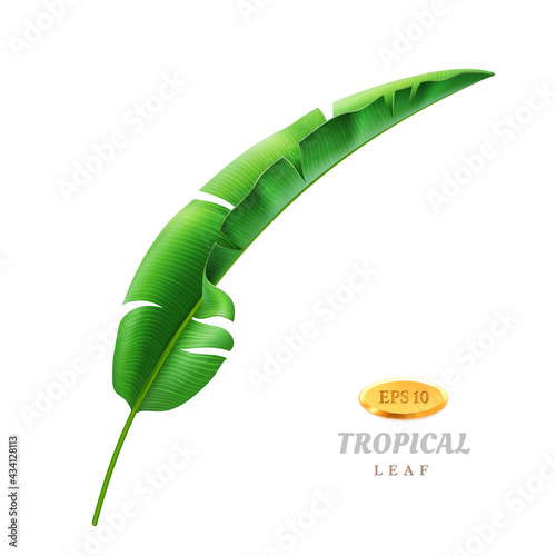 Exotic nature and foliage of jungles or rainforest, isolated bending leaf of palm or banana plant. Wild flora and hawaiian leafage. Trendy and fashionable card decoration. Realistic 3d vector