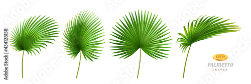 Tropical leaves, isolated palmetto plant decorative foliage in different positions and shapes. Exotic decoration, jungle or rainforest decor. Hawaiian theme and forests. Realistic 3d cartoon vector