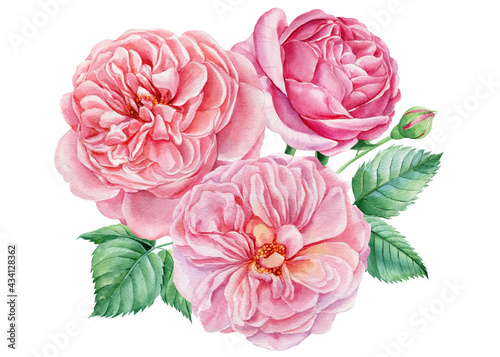Pink roses, flowers on an isolated white background, watercolor botanical illustration © Hanna