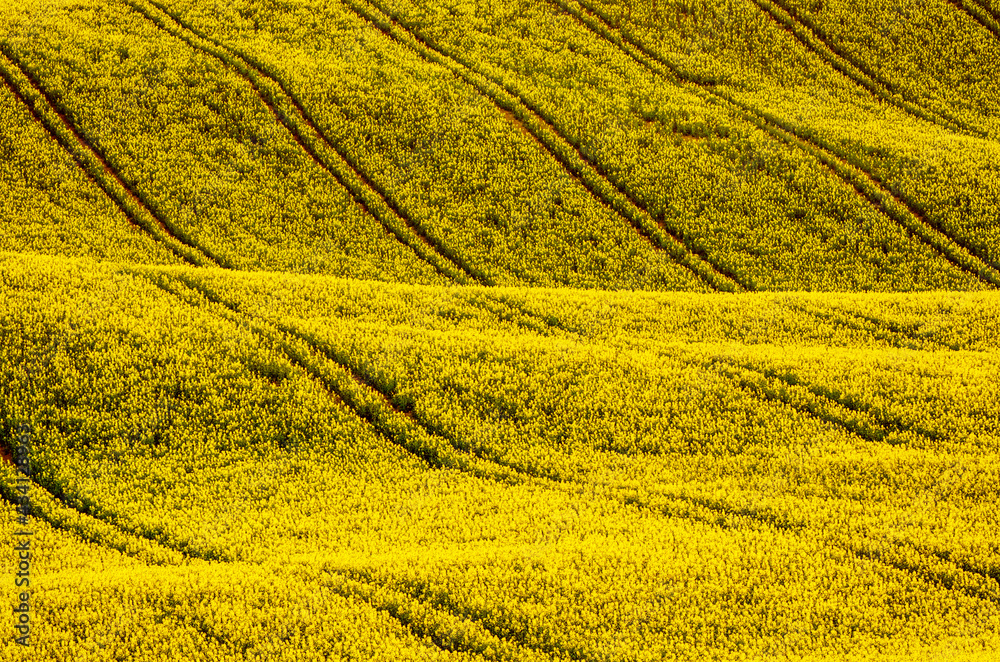 Rapeseed yellow field in spring Rapeseed yellow field in spring