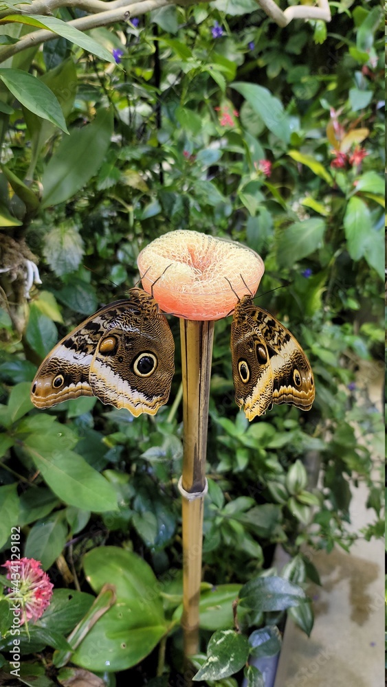 Obraz premium mushroom