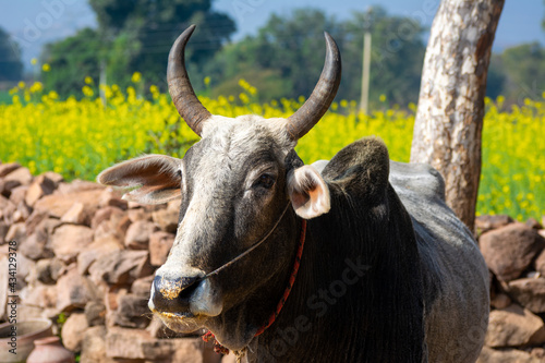 Indian ox on a farm. Indian cattle farm