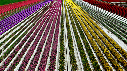 Beautiful view of a flower farm with long rows of colorful fresh spring flowers
